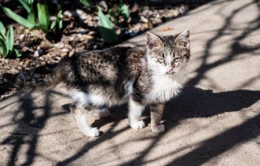 Hasta kedi gözleri. Soğuk gözlerle pörtlemiş kedi yavrusu..