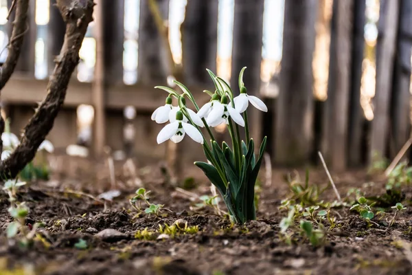 갈란투스 Amaryllidaceae 다년생 — 스톡 사진