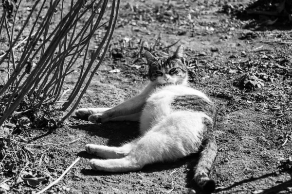 Hamile kedi yerde yatıyor ve kürkünü yalıyor..