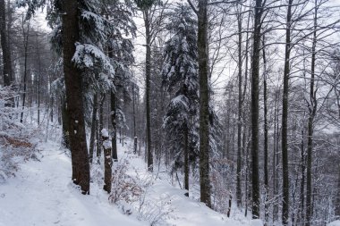 Azuga ve Grecului Vadisi arasındaki kış manzarası. Yol sarı üçgenle işaretlenmiş. Romanya.