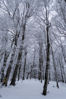 Azuga ve Grecului Vadisi arasındaki kış manzarası Diham dağ evine doğru. Yol sarı üçgenle işaretlenmiş. Romanya.