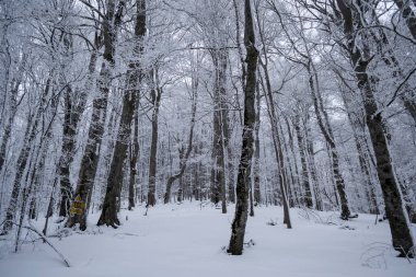 Azuga ve Grecului Vadisi arasındaki kış manzarası Diham dağ evine doğru. Yol sarı üçgenle işaretlenmiş. Romanya.