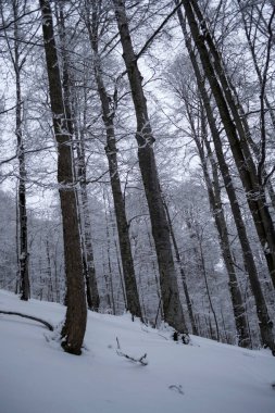 Azuga ve Grecului Vadisi arasındaki kış manzarası Diham dağ evine doğru. Yol sarı üçgenle işaretlenmiş. Romanya.