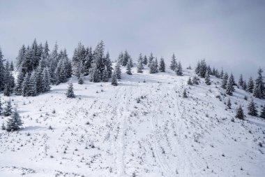 Grecul tepesi Grecului vadisinde görüldü. Kış manzarası, Azuga ve Grecului vadisi arasındaki yürüyüş, Grecului zirvesi, Diham dağ evine doğru. Yol sarı üçgenle işaretlenmiş. Romanya.