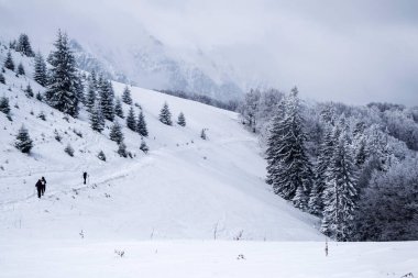 Leuca Mica tepesine doğru Grecului vadisi. Gura Diham dağ evine doğru Azuga ve Grecului Vadisi arasındaki kış manzarası. Yol sarı üçgenle işaretlenmiş. Romanya.
