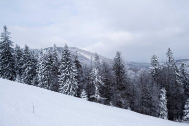 Baiului dağları Grecului vadisinden görüldü. Kış manzarası, Azuga ve Grecului vadisi arasındaki yürüyüş, Grecului zirvesi, Diham dağ evine doğru. Yol sarı üçgenle işaretlenmiş. Romanya.