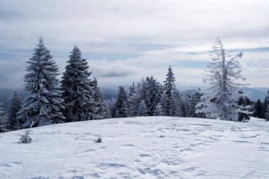 Grecul tepesinden manzara görünüyor. Azuga kasabası ile Grecul tepesi arasında Gura Diham dağ evine doğru bir yürüyüş. Yol sarı üçgenle işaretlenmiş. Romanya.