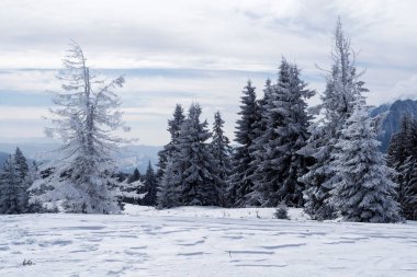 Grecul tepesinden manzara görünüyor. Azuga kasabası ile Grecul tepesi arasında Gura Diham dağ evine doğru bir yürüyüş. Yol sarı üçgenle işaretlenmiş. Romanya.