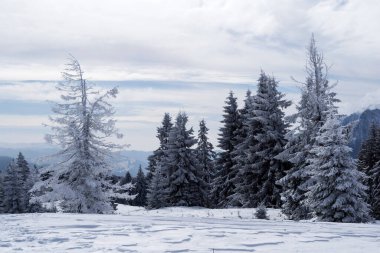 Grecul tepesinden manzara görünüyor. Azuga kasabası ile Grecul tepesi arasında Gura Diham dağ evine doğru bir yürüyüş. Yol sarı üçgenle işaretlenmiş. Romanya.