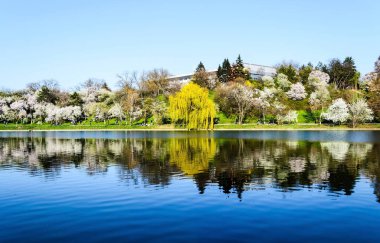 BUCHAREST, ROMANIA - 10 Nisan 2021 Tineretului Parkı, bahar.
