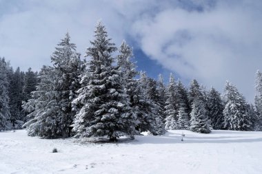 Saua Baiului 'de manzara. Azuga ve Gura Diham kır evi arasındaki kış manzarası. Yol sarı üçgenle işaretlenmiş. Romanya.