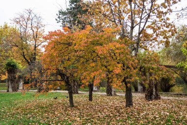 Bükreş, Romanya 'daki Herastrau parkında sonbahar manzarası.