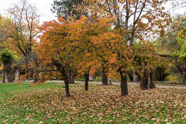 Autumn Colors Herastrau Park Bucharest Romania — Stock Photo, Image