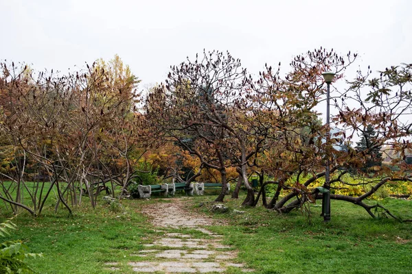 Alley Herastrau Park Autumn Colors Bucharest Romania — Stock Photo, Image