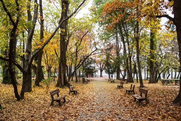 Die Gasse Herastrau Park Herbstlichen Farben Bänke Umgeben Und Mit — Stockfoto