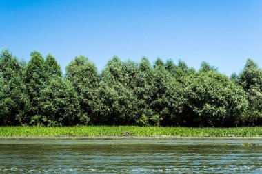 Tuna Deltası, Avrupa 'nın en büyük ikinci nehir deltası. Romanya.
