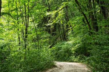 Bir orman yolunun manzarası. Orman manzarası.
