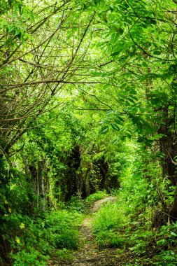 Yaz mevsiminde ormanda yol.