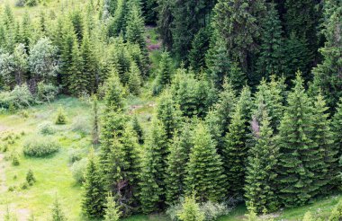 Bolboci barajının yakınındaki ormanın havadan görüntüsü. Romanya.