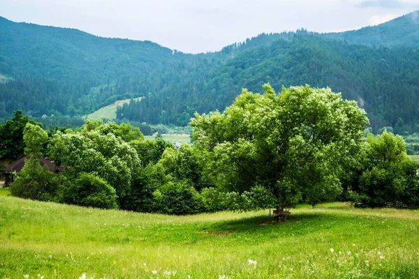 Vista Panoramica Gura Humorului Contea Suceava Bucovina Romania — Foto Stock