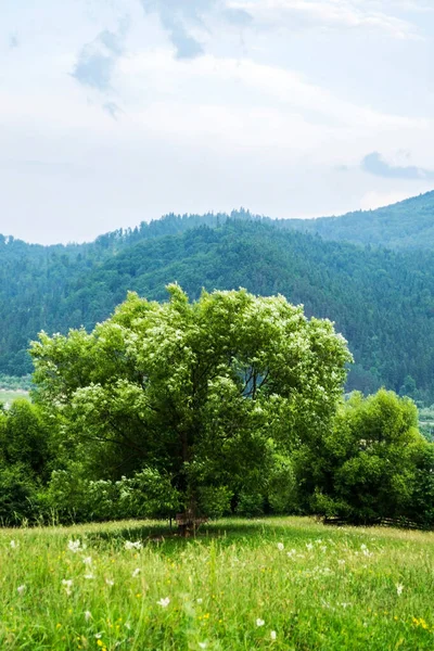 Vista Panorâmica Gura Humorului Suceava County Bucovina Roménia — Fotografia de Stock