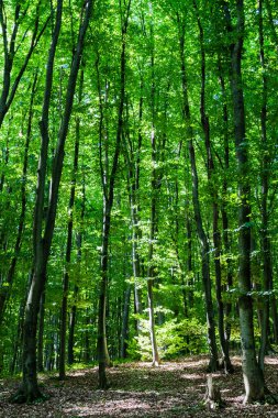 Vadu Crisului mağarasına giden yol, Padurea Craiului dağları. Apuseni, Romanya.