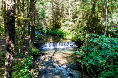 Rachitele nehri üzerinde şelale, Apuseni dağları, Stanciului vadisi, Cluj County, Romanya.