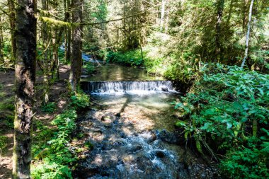 Rachitele nehri üzerinde şelale, Apuseni dağları, Stanciului vadisi, Cluj County, Romanya.
