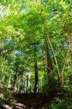 Rock 's Valley Ravine (Cheile Vaii Stanciului), Apuseni dağları, Cluj County, Romanya.
