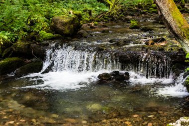 Rachitele nehri üzerinde şelale, Apuseni dağları, Stanciului vadisi, Cluj County, Romanya.