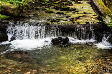 Rachitele nehri üzerinde şelale, Apuseni dağları, Stanciului vadisi, Cluj County, Romanya.
