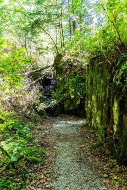 Rock 's Valley Ravine (Cheile Vaii Stanciului), Apuseni dağları, Cluj County, Romanya.