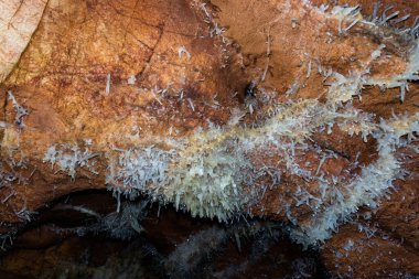 Farcu Madeninden Kristal Mağara, Kristal Mağara, Apuseni Dağları, Bihor İlçesi, Romanya.