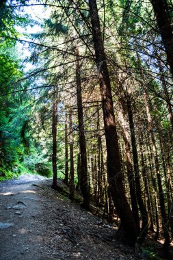 Varciorog şelalesine giden yol, Arieseni bölgesi, Alba ilçesi, Romanya.
