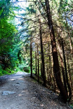 Varciorog şelalesine giden yol, Arieseni bölgesi, Alba ilçesi, Romanya.