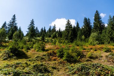 Vartop köyü yakınlarında kozalaklı orman ve böğürtlen manzarası. Bihor, Romanya.