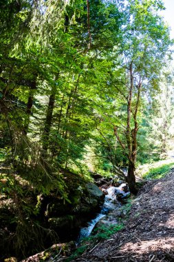 Varciorog vadisi ve nehir. Varciorog şelalesine giden yol, Arieseni bölgesi, Alba ilçesi, Romanya.