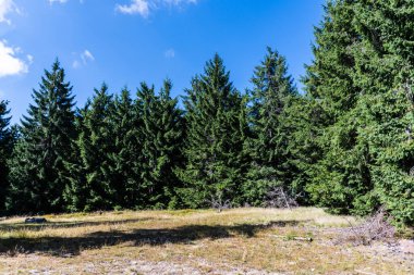 Groapa Ruginoasa 'ya giden yoldan manzara, Apuseni Dağları' ndaki doğal rezervasyon. Romanya 'nın Bihor ilçesi.
