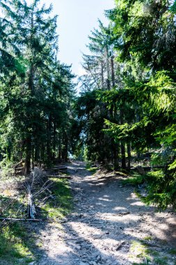 Groapa Ruginoasa yolu, Apuseni Dağları 'ndaki doğal rezervasyon. Romanya 'nın Bihor ilçesi.