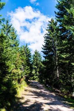 Groapa Ruginoasa yolu, Apuseni Dağları 'ndaki doğal rezervasyon. Romanya 'nın Bihor ilçesi.