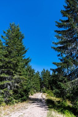 Groapa Ruginoasa yolu, Apuseni Dağları 'ndaki doğal rezervasyon. Romanya 'nın Bihor ilçesi.
