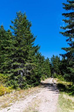 Groapa Ruginoasa yolu, Apuseni Dağları 'ndaki doğal rezervasyon. Romanya 'nın Bihor ilçesi.