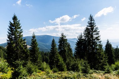 Groapa Ruginoasa 'ya giden yoldan manzara, Apuseni Dağları' ndaki doğal rezervasyon. Romanya 'nın Bihor ilçesi.