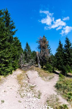 Groapa Ruginoasa yolu, Apuseni Dağları 'ndaki doğal rezervasyon. Romanya 'nın Bihor ilçesi.