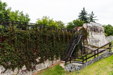 Tampa bölgesinin duvarları sarmaşık, Tiberiu Brediceanu sokağı, Brasov, Romanya.