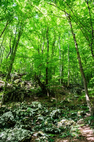 Droga Jaskini Vadu Crisului Padurea Craiului Apuseni Rumunia — Zdjęcie stockowe