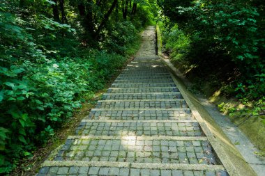 Taş merdiven, merdiven, patika, patika, yol, ormandaki sokak, Suceava. Romanya.