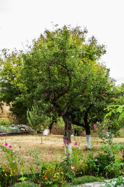 Elma ağaçları ve çiçeklerle çevrili avlu eski bir tuğla duvarla çevrili..