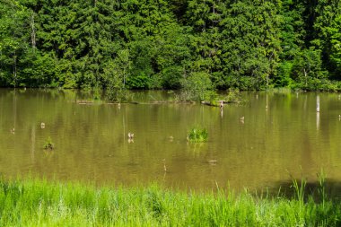 Kızıl Göl (ayrıca Ghilco Gölü veya Killer Gölü olarak da bilinir), bir deprem sonucu oluşan bir baraj gölüdür..