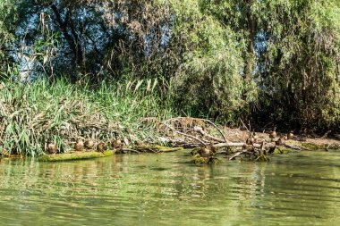 Tuna Deltası, Avrupa 'nın en büyük ikinci nehir deltası. Romanya.